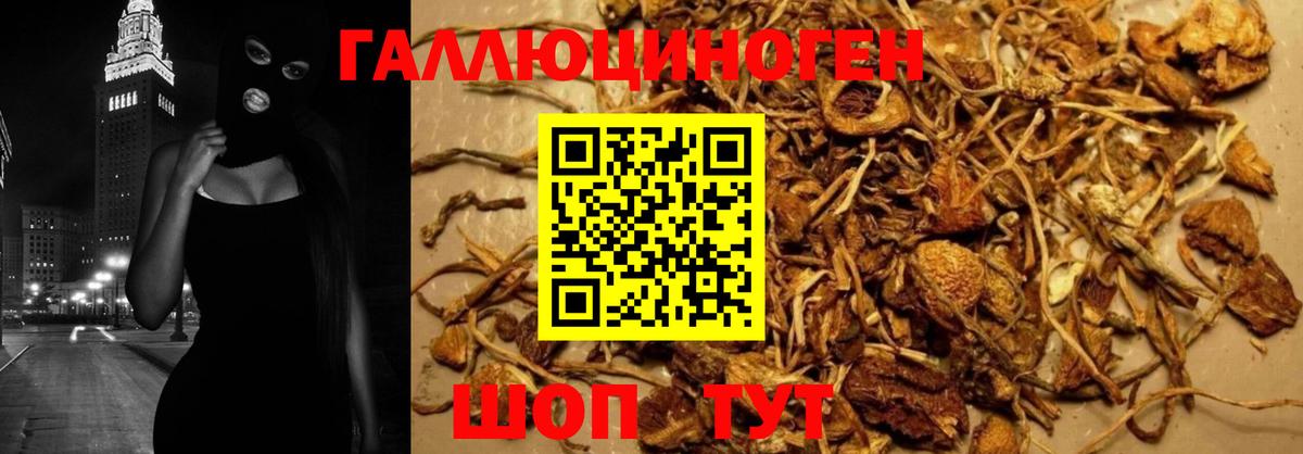 Галлюциногенные грибы Psilocybine cubensis  как найти закладки  Курчалой  Вход с VPN 